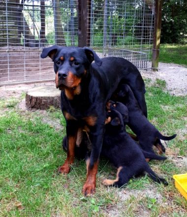 Es sind ein wunderschöner Rüde, und fünf süße Hündinnen