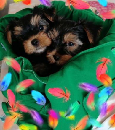 Wir haben noch 2 kleine Yorkshire Terrier Männchen zu
