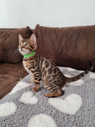 Zur verkaufen stehen hier zucker süße Bengal Kitten,