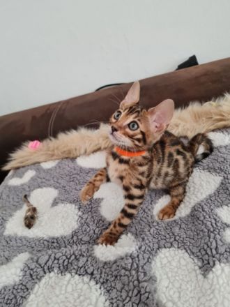 Zur verkaufen stehen hier zucker süße Bengal Kitten,