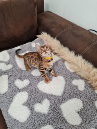 Zur verkaufen stehen hier zucker süße Bengal Kitten,