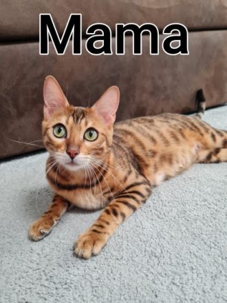 Zur verkaufen stehen hier zucker süße Bengal Kitten,