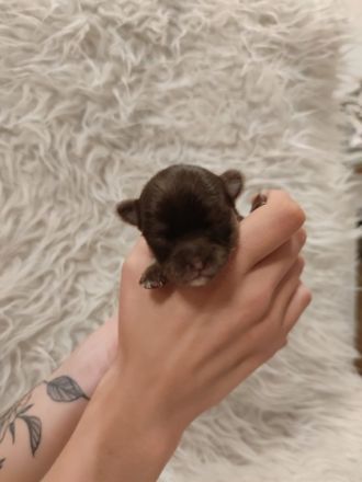 Wir sind 3 gesunde reinrassige Langhaar Chihuahua