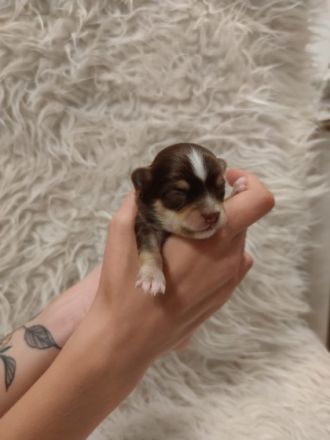 Wir sind 3 gesunde reinrassige Langhaar Chihuahua