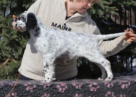 Beautiful English Setter puppies from Venatrisett FCI