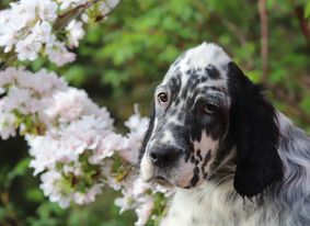 Beautiful English Setter puppies from Venatrisett FCI