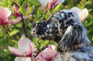 Beautiful English Setter puppies from Venatrisett FCI