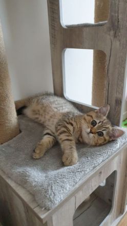 Unsere BKH Hauskatze hat am 15.03.2022 zuckersüße und