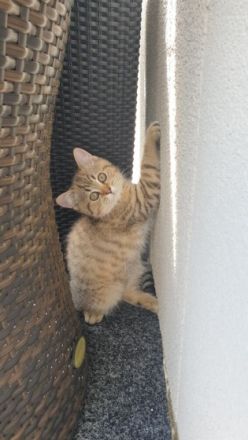 Unsere BKH Hauskatze hat am 15.03.2022 zuckersüße und