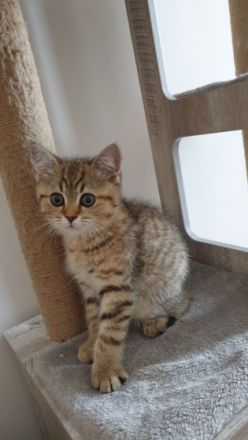 Unsere BKH Hauskatze hat am 15.03.2022 zuckersüße und