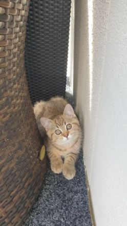 Unsere BKH Hauskatze hat am 15.03.2022 zuckersüße und