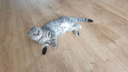 Unsere BKH Hauskatze hat am 15.03.2022 zuckersüße und