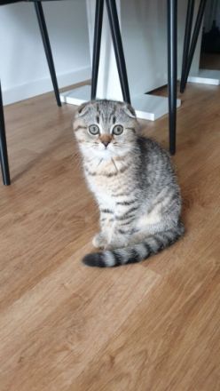 Unsere BKH Hauskatze hat am 15.03.2022 zuckersüße und