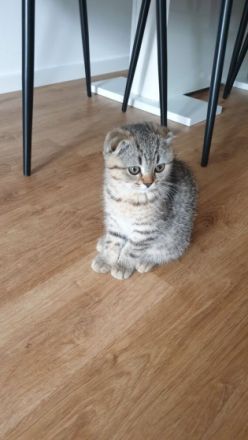 Unsere BKH Hauskatze hat am 15.03.2022 zuckersüße und