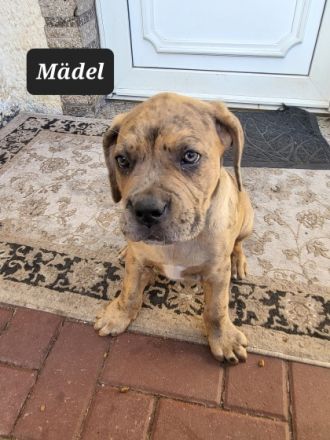 Unsere Hündin hat am 15.4.2022 11 gesunde Welpen zur