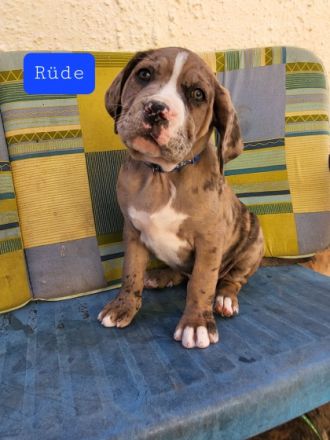 Unsere Hündin hat am 15.4.2022 11 gesunde Welpen zur