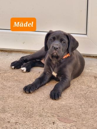 Unsere Hündin hat am 15.4.2022 11 gesunde Welpen zur