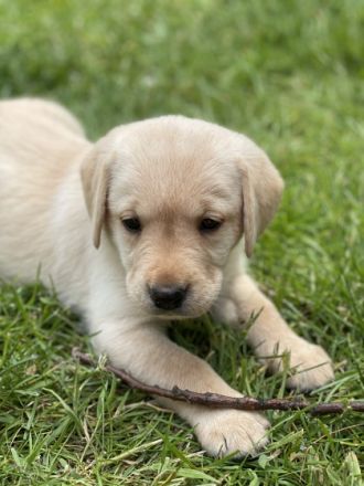 7 wunderschöne Labrador-Welpen aus Familienzucht in