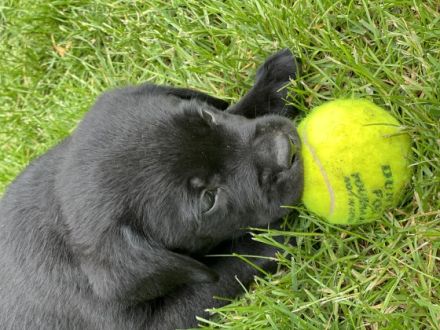 7 wunderschöne Labrador-Welpen aus Familienzucht in