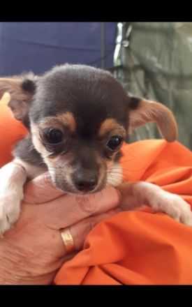 Unsere kleine Daisy hat am 05.03.2022 fünf kleine