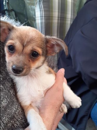 Unsere kleine Daisy hat am 05.03.2022 fünf kleine