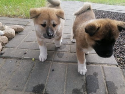Wir verkaufen Akita-Welpen. Geboren am 23.4.22. Bei