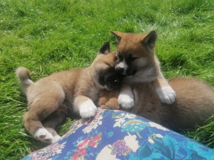 Wir verkaufen Akita-Welpen. Geboren am 23.4.22. Bei