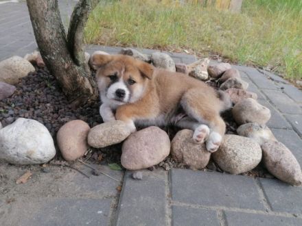 Wir verkaufen Akita-Welpen. Geboren am 23.4.22. Bei