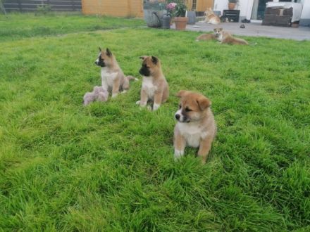 Wir verkaufen Akita-Welpen. Geboren am 23.4.22. Bei