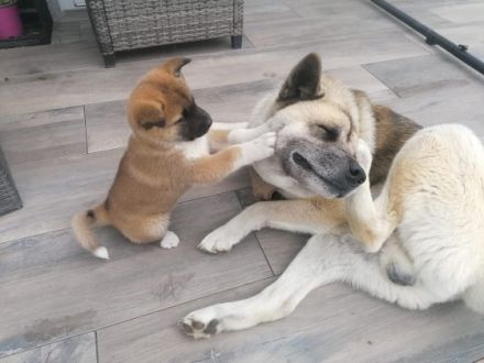 Wir verkaufen Akita-Welpen. Geboren am 23.4.22. Bei