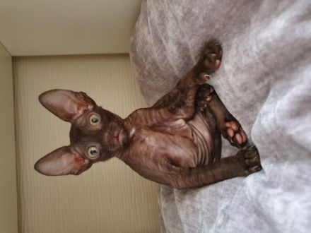 Wir haben wieder wundervolle Cornish Rex Kittens, am 29