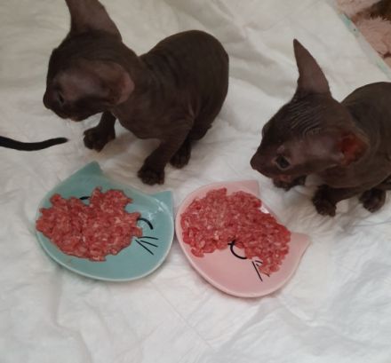 Wir haben wieder wundervolle Cornish Rex Kittens, am 29