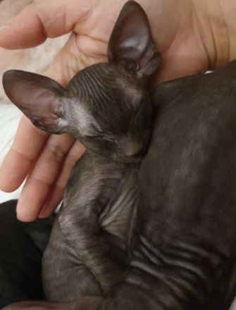 Wir haben wieder wundervolle Cornish Rex Kittens, am 29