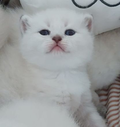 Unsere Leila hat am 18.5 wunderschöne, gesunde Kitten