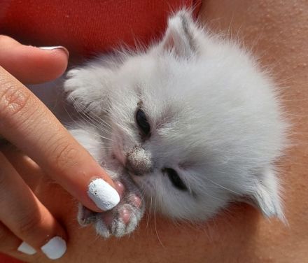 Unsere Leila hat am 18.5 wunderschöne, gesunde Kitten