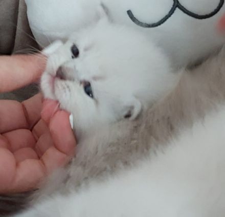 Unsere Leila hat am 18.5 wunderschöne, gesunde Kitten