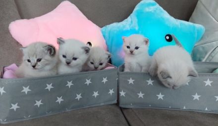 Unsere Leila hat am 18.5 wunderschöne, gesunde Kitten