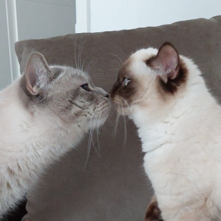 Unsere Leila hat am 18.5 wunderschöne, gesunde Kitten