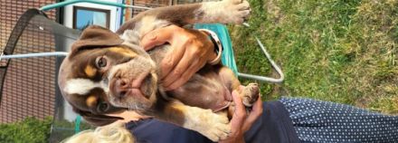 3 Old Englisch Bulldoggen zuverkaufen. 2 Hündinnen und