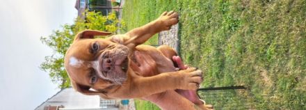 3 Old Englisch Bulldoggen zuverkaufen. 2 Hündinnen und