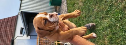 3 Old Englisch Bulldoggen zuverkaufen. 2 Hündinnen und