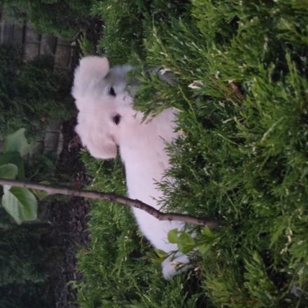 Hallo. Ich biete weiße Schweizer Schäferhundwelpen an.