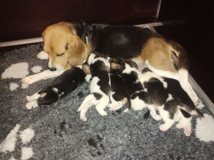 Unsere Ginna Baronin vom Schwalbenhof hat am 03.06.2022