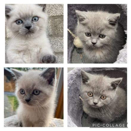 Unseren vier wunderschöne bkh kitten suchen ein