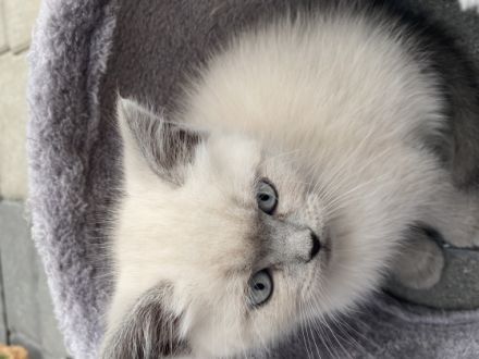 Unseren vier wunderschöne bkh kitten suchen ein