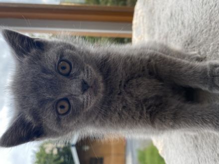 Unseren vier wunderschöne bkh kitten suchen ein