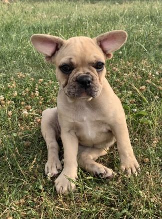 Unsere Hündin hat Ostersonntag 5 gesunde, reinrassige,