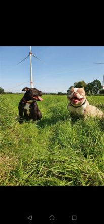 American Pocket Bully Hündin Akira (*01.02.21) sucht