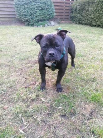 American Pocket Bully Hündin Akira (*01.02.21) sucht