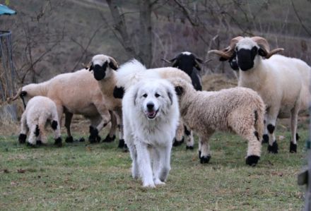 Die Rasse eignet sich sowohl als Herdenschutzhund auch